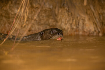 Giant river otter feeding in the nature habitat. Wild brasil. Brasilian wildlife. Rich Pantanal. Watter animal. Very inteligent creature. Fishing, fish.