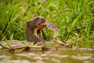 Giant river otter feeding in the nature habitat. Wild brasil. Brasilian wildlife. Rich Pantanal....