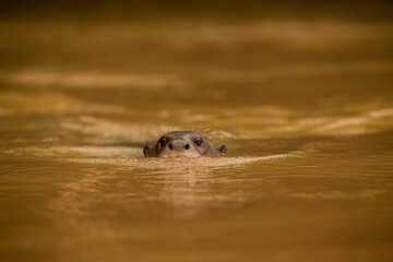 Giant river otter feeding in the nature habitat. Wild brasil. Brasilian wildlife. Rich Pantanal. Watter animal. Very inteligent creature. Fishing, fish.