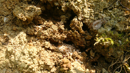 Ameiseneier Ameisennest