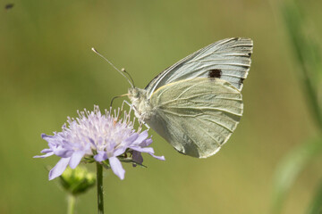 Großer Kohlweißling auf einer Witwenblume