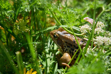 european mountain frog, Rana, in its natural habitat in the Silvretta mountains in Tyrol, Austria