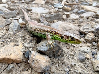 Lizard on the stone