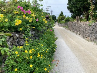 竹富島の花と石垣