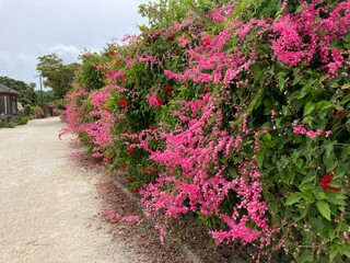 竹富島の花と石垣