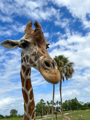 A closeup of a giraffe at a zoo waiting for visitors to feed it lettuce.