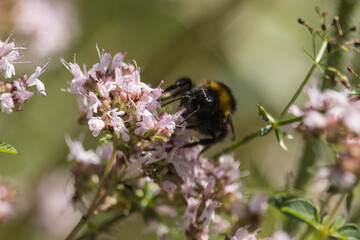 Hummel auf blühendem Wasserdost