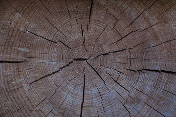 Fototapeta premium A cross section of a tree, close-up.