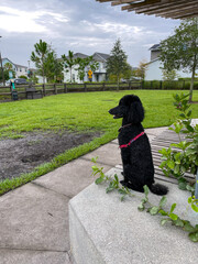 A black purebred standard poodle in a neighborhood dog park hanging with its human.