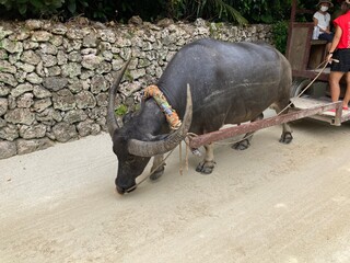 竹富島の水牛
