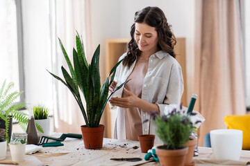 people, gardening and housework concept - happy woman cleaning sansevieria flower's leaves with wet tissue at home