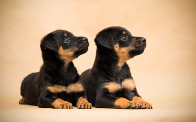 two puppies in the studio