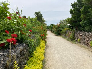 竹富島の花と石垣