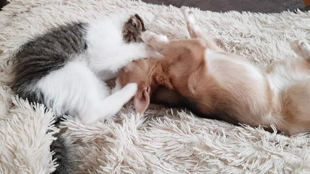 a kitten with a chihuahua dog playing on the couch. pets are friends