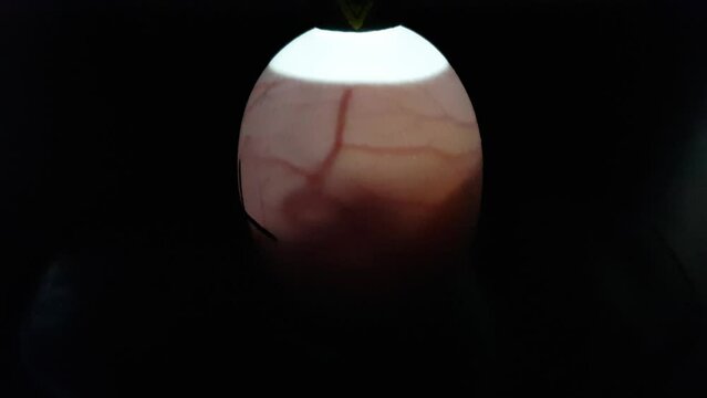 ovoscopy of a chicken egg. an embryo inside an egg. incubation in an incubator.