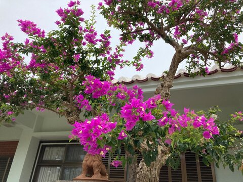 竹富島の花