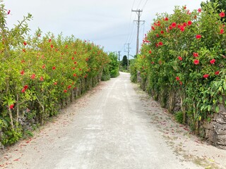 竹富島の花と石垣
