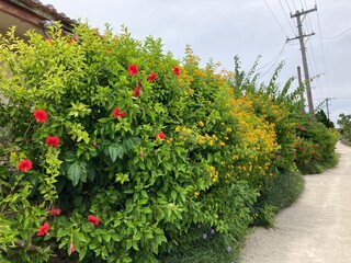 竹富島の花と石垣