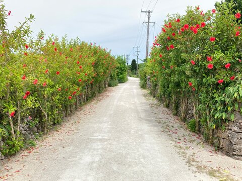 竹富島の花と石垣