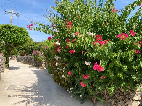 竹富島の花と石垣