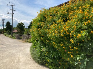 竹富島の花と石垣