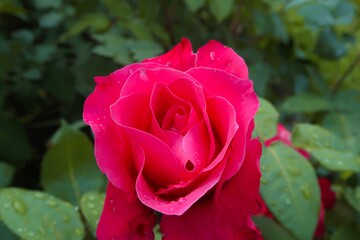 pink rose in garden