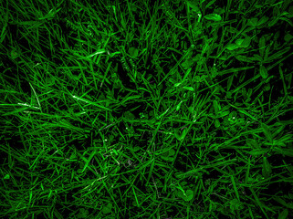 background with grass