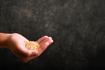 Wheat grain in old plate in hands of male farmer on grunge dark gray old background. Problems with...