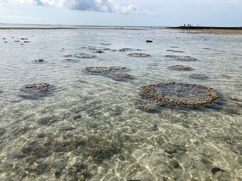 竹富島の海