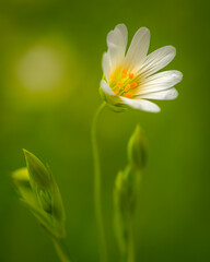 Weiße Blume vor grünem Hintergrund