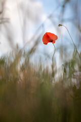 Fototapeta premium Mohnblume im Feld