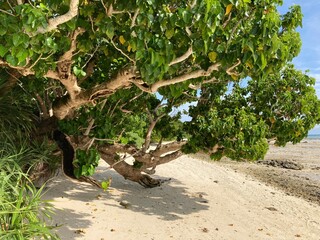 竹富島のカイジ浜