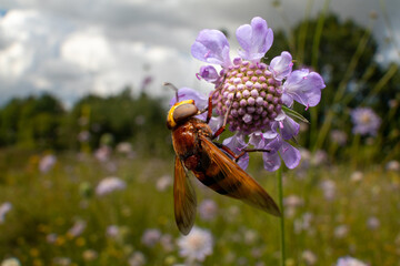 Schwebfliege an einer Blume