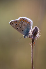 schmetterling auf einer vertrockeneten pflanze