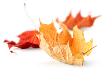 three autumn leaves on a white isolated background