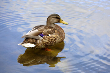 Mallard duck resting on a lake in summer park. Female duck with sky reflection in blue water