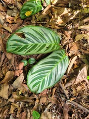 leaves on the ground