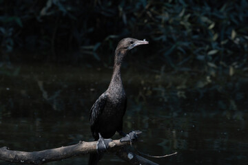 A little cormorant (Microcarbo niger) seen in the wetlands near Airoli in New Bombay in Maharashtra, India
