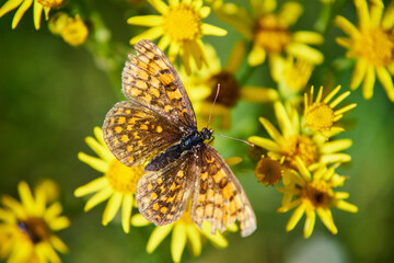 motyl i kwiaty 