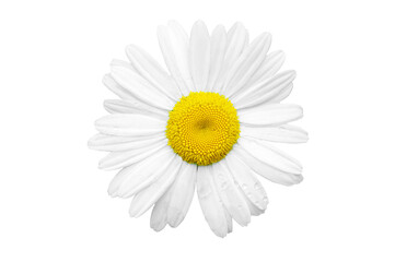 Beautiful white chamomile, isolated on white background