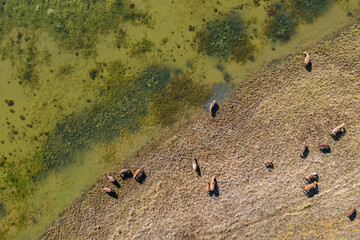 Top view of a herd of horses grazing on the shore of a shallow lake. Aerial view of animals in...