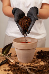 Transplanting a houseplant into a new flower pot.