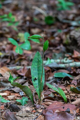 ground orchid in the forest