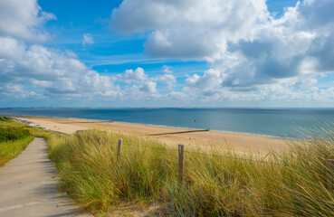 Fototapeta na wymiar Green grassy dunes along a sand beach and a sea under a blue sky in bright sunlight in summer, Walcheren, Zeeland, the Netherlands, July, 2022