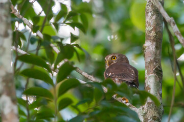 Least Pygmy-Owl