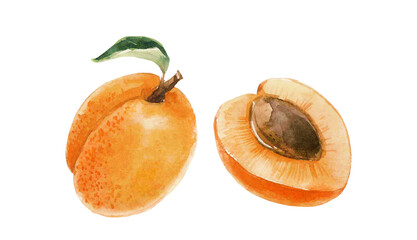 Beautiful set with watercolor hand drawn apricot fruits. Stock clip art illustration.