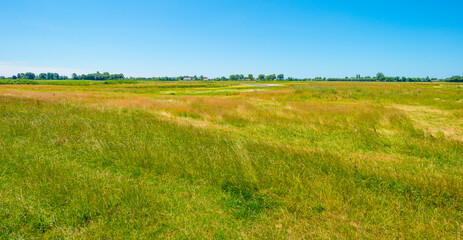 Field in wetland with water, grasses and reed under a blue sky in bright sunlight in summer, Walcheren, Zeeland, the Netherlands, July, 2022