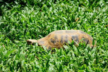 Naklejka na ściany i meble a big turtle walking in the grass