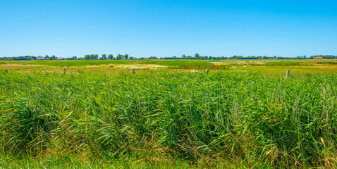 Field in wetland with water, grasses and reed under a blue sky in bright sunlight in summer, Walcheren, Zeeland, the Netherlands, July, 2022