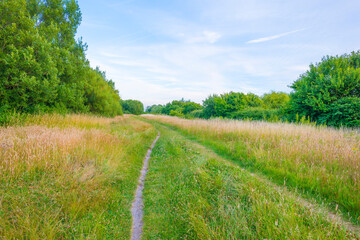 Fototapeta na wymiar Field in wetland with water, grasses and reed under a blue sky in bright sunlight in summer, Walcheren, Zeeland, the Netherlands, July, 2022